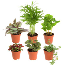 Costa Farms Mini case plante de casa (6 pachete) Easy Grow Live Live Indoor House Planturi n ghivece pentru plante de pepiniera, alegere a culti