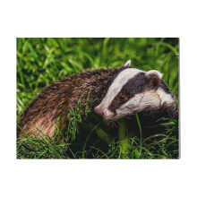 (Mr Brock The Badger=4431) Canvas Print DIY Framed Kit Wall Art for Living Room Bedroom Retro Farmhouse Decor 16x20 inch