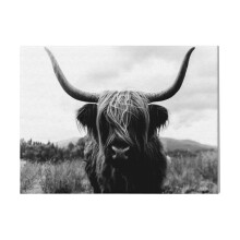 (Scottish Highland Cattle - Black And White Animal Photography=5230) Canvas Print DIY Framed Kit Wall Art for Living Room Bedroom Retro Farmhouse Decor 16x20 inch