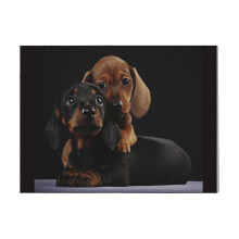 (Dachshund Dog Portrait Photo Pupies=2484) Canvas Print DIY Framed Kit Wall Art for Living Room Bedroom Retro Farmhouse Decor 16x20 inch
