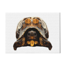 (Cute Reptile Photo, Tortoises, Great Turtoise Motifs=4330) Canvas Print DIY Framed Kit Wall Art for Living Room Bedroom Retro Farmhouse Decor 16x20 inch