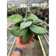 House Plant Dropship 6-POTHOS-JADE.SATIN 6 in. Pot Pothos Jade Satin Plant