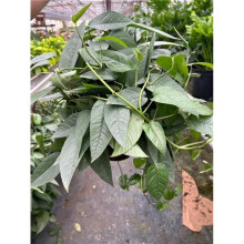 House Plant Dropship 8-POTHOS-CEBU.BLUE 8 in. Pot Pothos Cebu Blue Plant