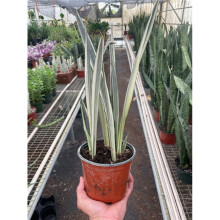 House Plant Dropship 6-SNAKE-BANTEL.SENSATION 6 in. Pot Snake Bantel Is Sensation Plant