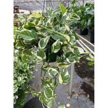 House Plant Dropship 8-POTHOS-NJOY Pothos N-joy Plant