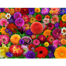 Springbok Blooming fiecare puzzle de margare de 500 de piese pentru adul?i - colaj de flori colorat - piese taiate unice - excelent pentru activi
