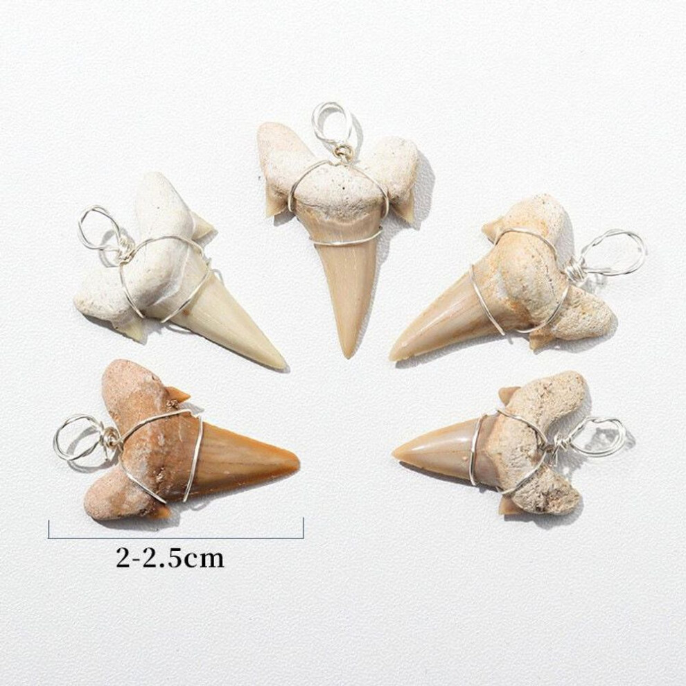 (With Leather Cord) Moroccan Shark Tooth Silver Wire Pendant With Porbeagle Fossil And Ammonite Specimen
