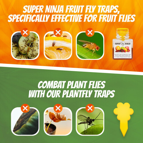 Fruit Fly Trap - 12 pack - Highly Effective Ecological Fruit Fly Traps Indoor - Environmentally Responsible Fruit Fly Killer - User Friendly - Up to 3 2