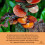 (100g) Premium Reishi Mushroom Powder 5