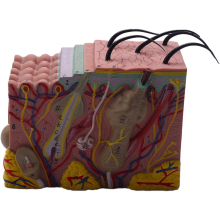 Huidmodel, 35X Huid- en haarstructuur Vergroot model Anatomisch model