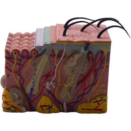 Huidmodel, 35X Huid- en haarstructuur Vergroot model Anatomisch model