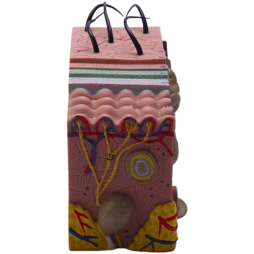 Huidmodel, 35X Huid- en haarstructuur Vergroot model Anatomisch model 1