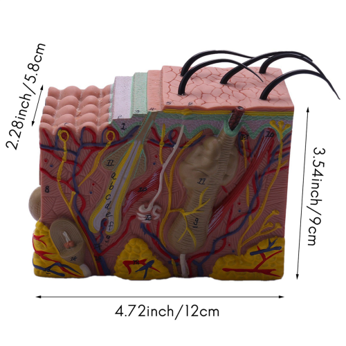 Huidmodel, 35X Huid- en haarstructuur Vergroot model Anatomisch model 2