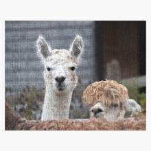 (Curious alpacas cute animals=1834) Jigsaw Puzzle Wooden 300-Piece for Adults Kids Seniors- Home Decor Family Activity Game Wall Art 38x26cm / 15x10inch Birthday Party Gift Toy