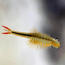 10000 oeufs/Lot chaud 30 MM L saumure fée crevettes oeufs magique vivant Animal en croissance vivant ramifié Frontal