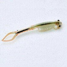 10000 oeufs/Lot 30 MM saumure fée crevettes oeufs magique vivant Animal en croissance vivant ramifié Frontal ver