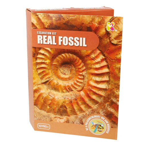 Kit de fouille de fossiles SC206