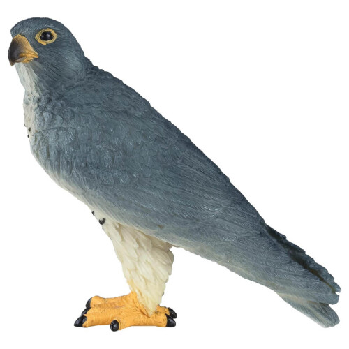 Faucon pèlerin 2