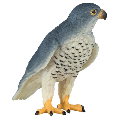Faucon pèlerin 1