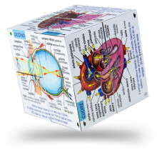 ZooBooKoo Cubebook italien sur les systèmes et statistiques du corps humain - Cube dépliable