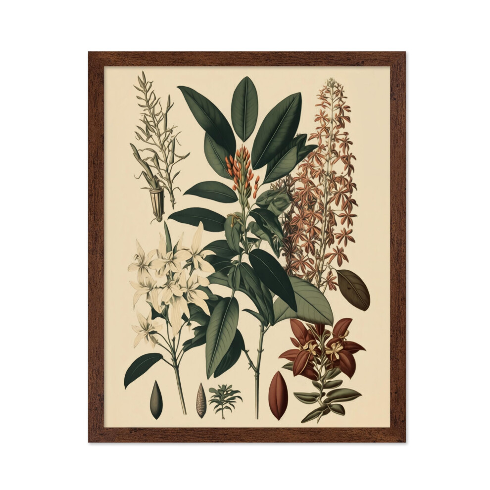 Poster Master - Affiche botanique vintage - Imprim    floral r   tro - Cadeau pour ami jardinier - Clethra Alnifolia - Plante exotique - Fleur d'orch
