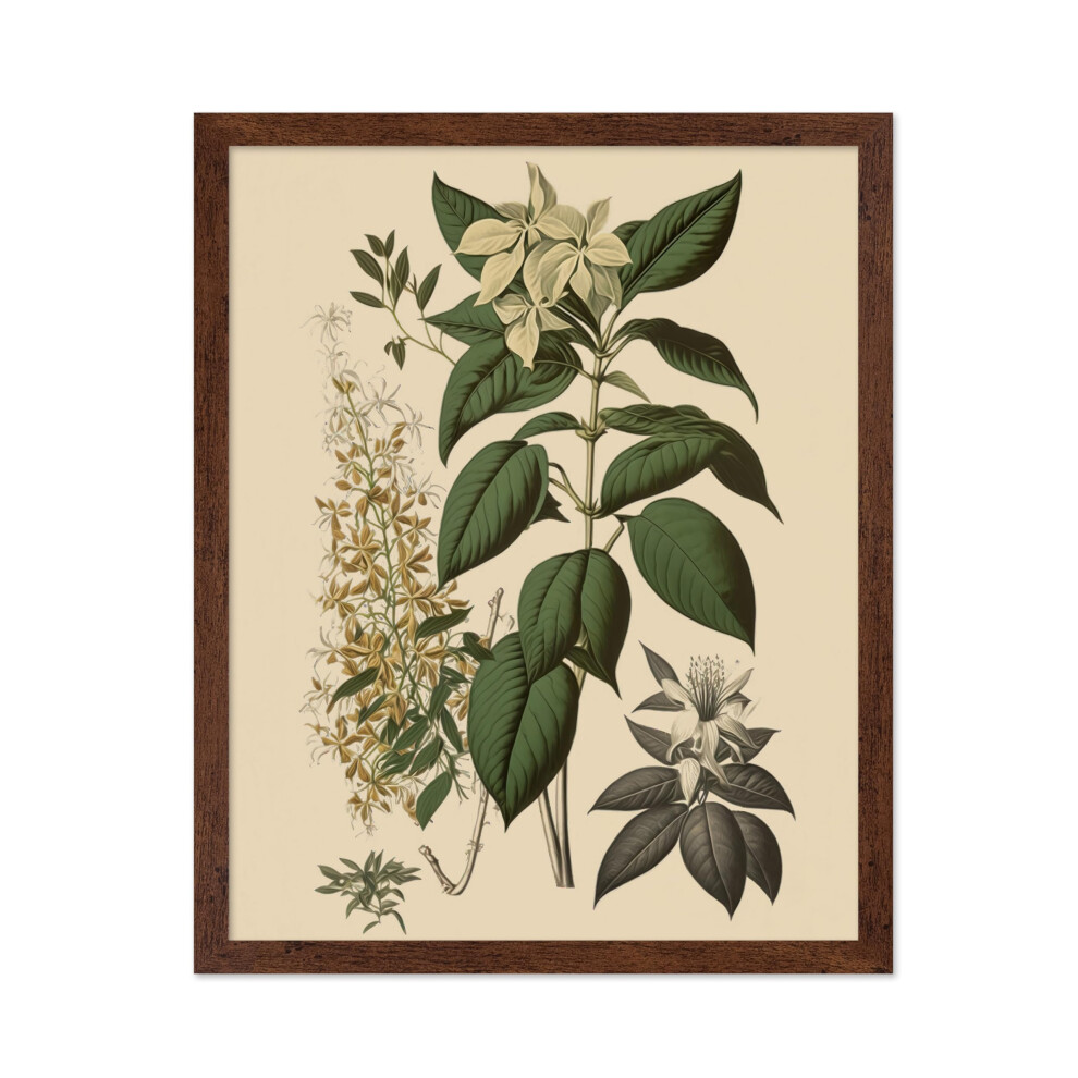 Poster Master - Affiche botanique vintage - Imprimé floral rétro - Cadeau pour ami jardinier - Fleur d'orchidée Jasmin Clethra Alnifolia - Décora