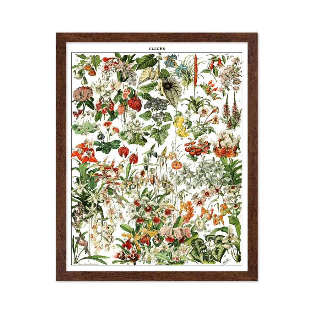 Poster Master - Affiche botanique rétro - Cadeau pour ami jardinier - Fleurs françaises - Décoration murale pour cuisine et salon 8x10 avec cadre