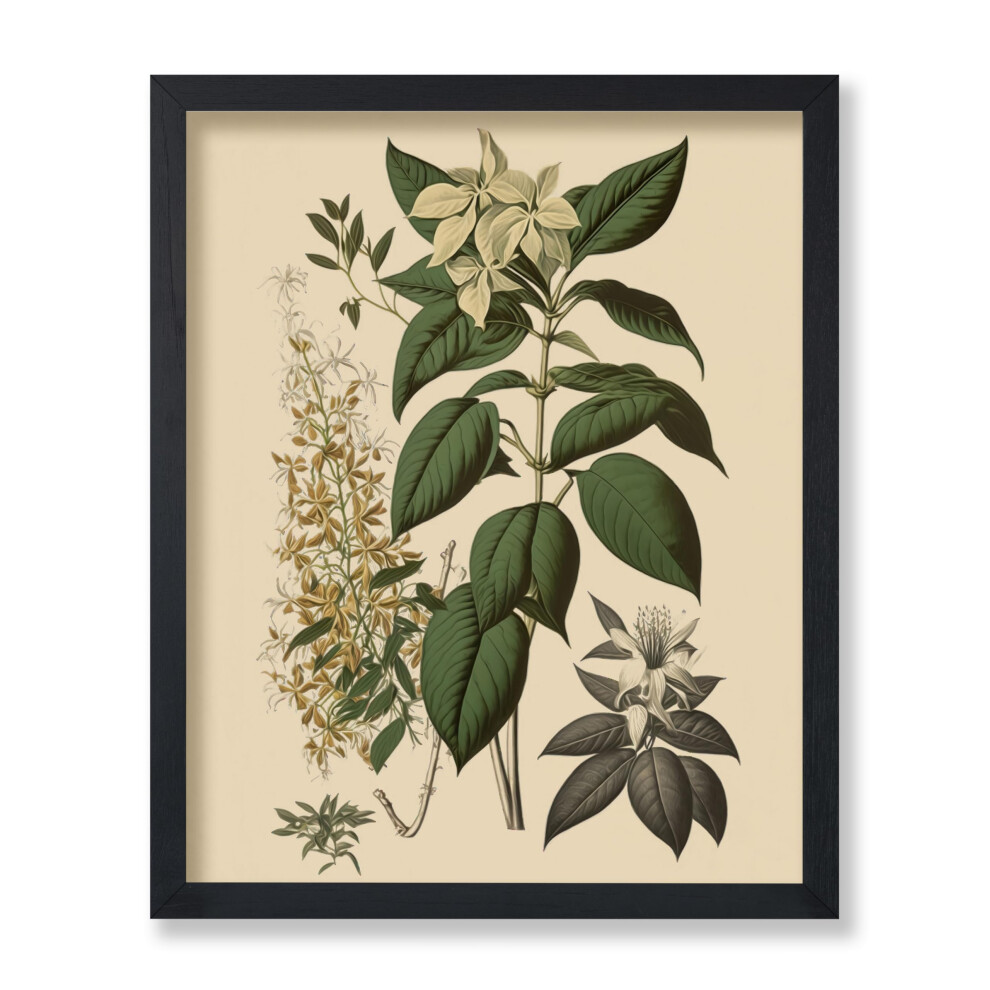 Poster Master - Affiche botanique vintage - Imprimé floral rétro - Cadeau pour ami jardinier - Orchidée Jasmin Clethra Alnifolia - Décoration mur