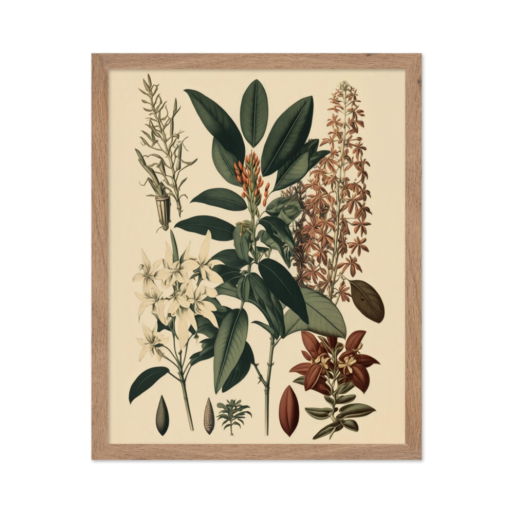 Poster Master - Affiche botanique vintage - Imprim    floral r   tro - Cadeau pour ami jardinier - Plante exotique Clethra Alnifolia - Fleur d'orchid