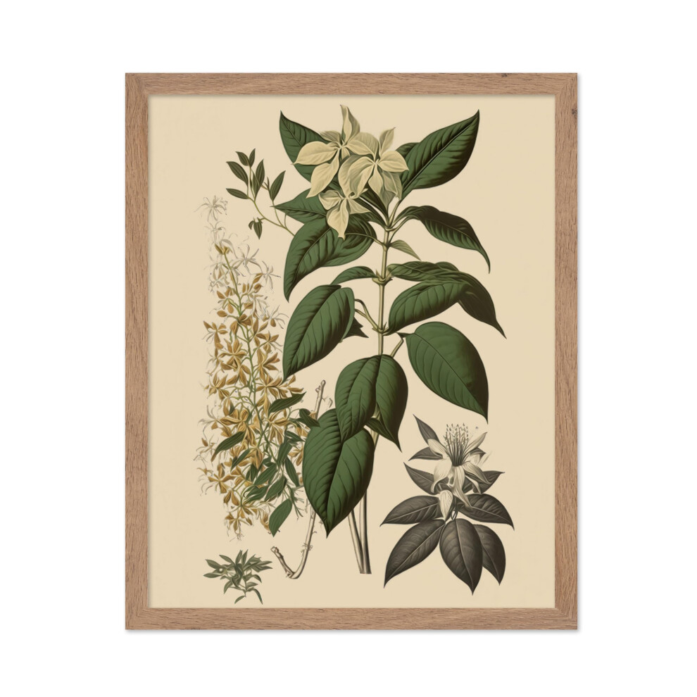 Poster Master - Affiche botanique vintage - Imprimé floral rétro - Cadeau pour ami jardinier - Fleur d'orchidée Jasmin Clethra Alnifolia - Décora