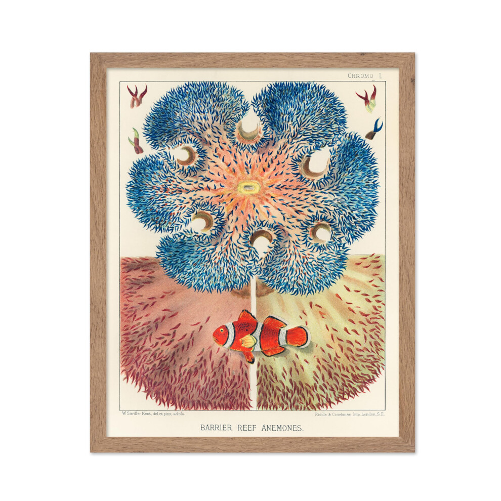 Poster Master Vintage Barrier Reef An Mones Poster - Poisson Clown - Art Oc Anique - Art De La Vie Marine - Cadeau Pour Lui Et Elle - D Coration-image