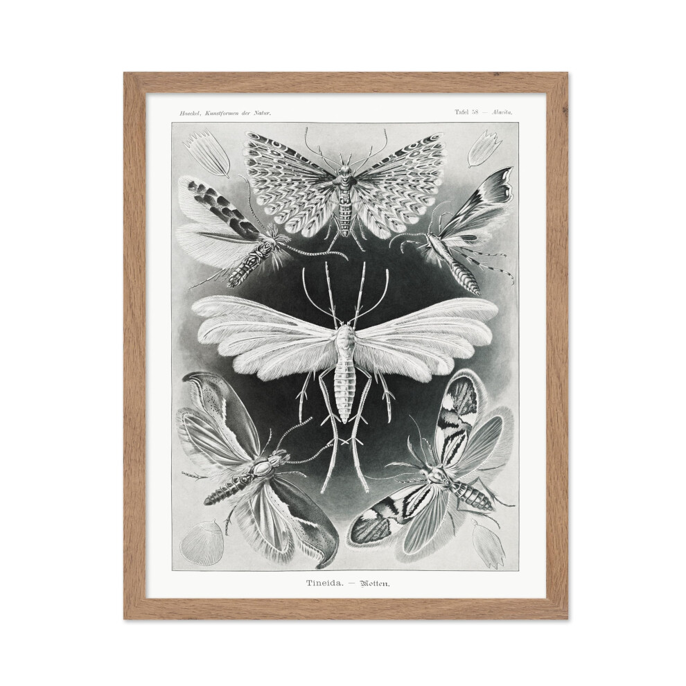 Poster Del Maestro Ernst Haeckel - Stampa Haeckel Tineida - Arte Delle Falene - Arte Della Biodiversit Degli Insetti - Arte Della Fauna Selvatic