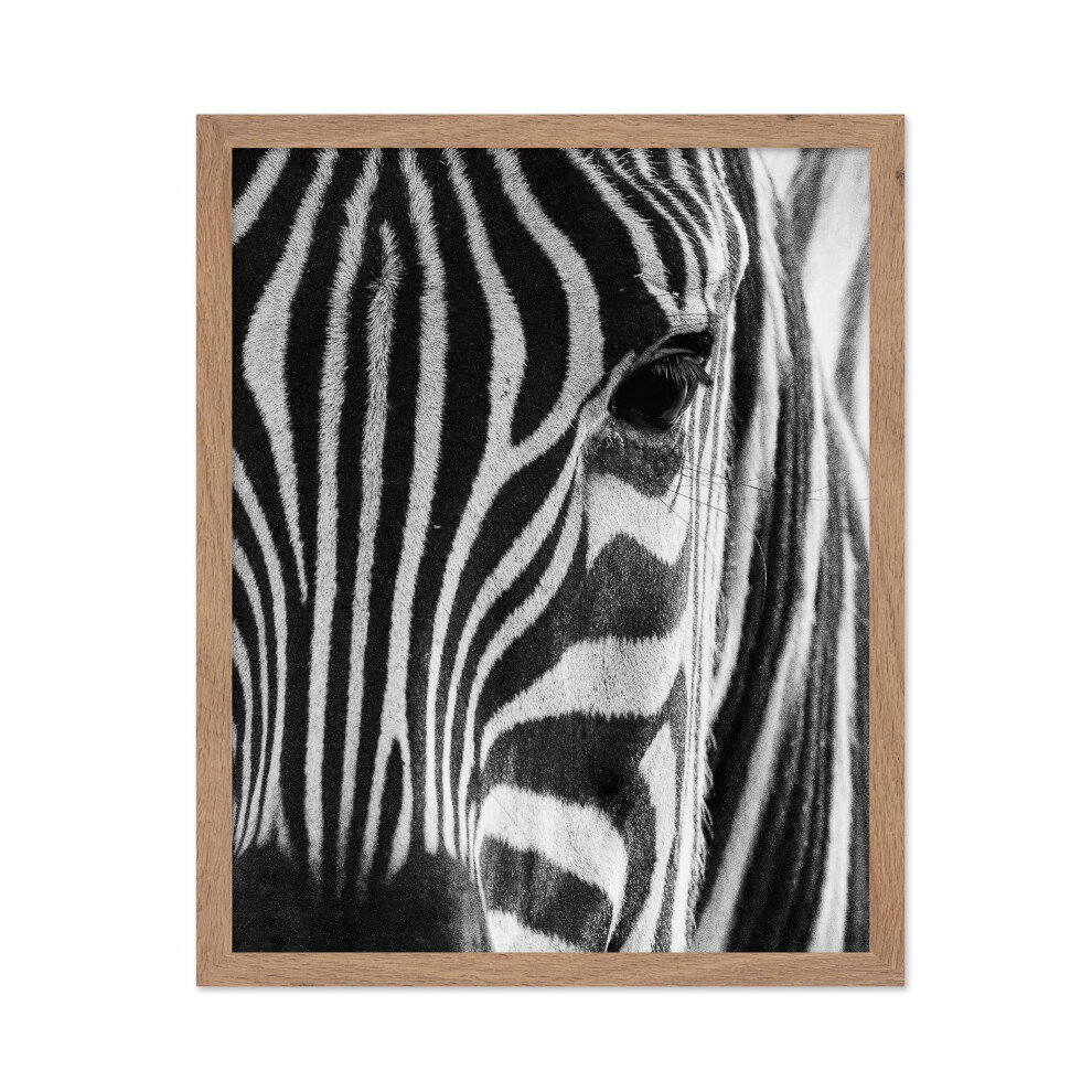 Plakat Mistrz Fotografii Plakat-Retro Nadruk Zwierzecy-Pasiasta Twarz Zebry Bliska Safari Dzika Przyroda Czarno-Bialy-Prezent Dla Przyjaciela Dzi-image