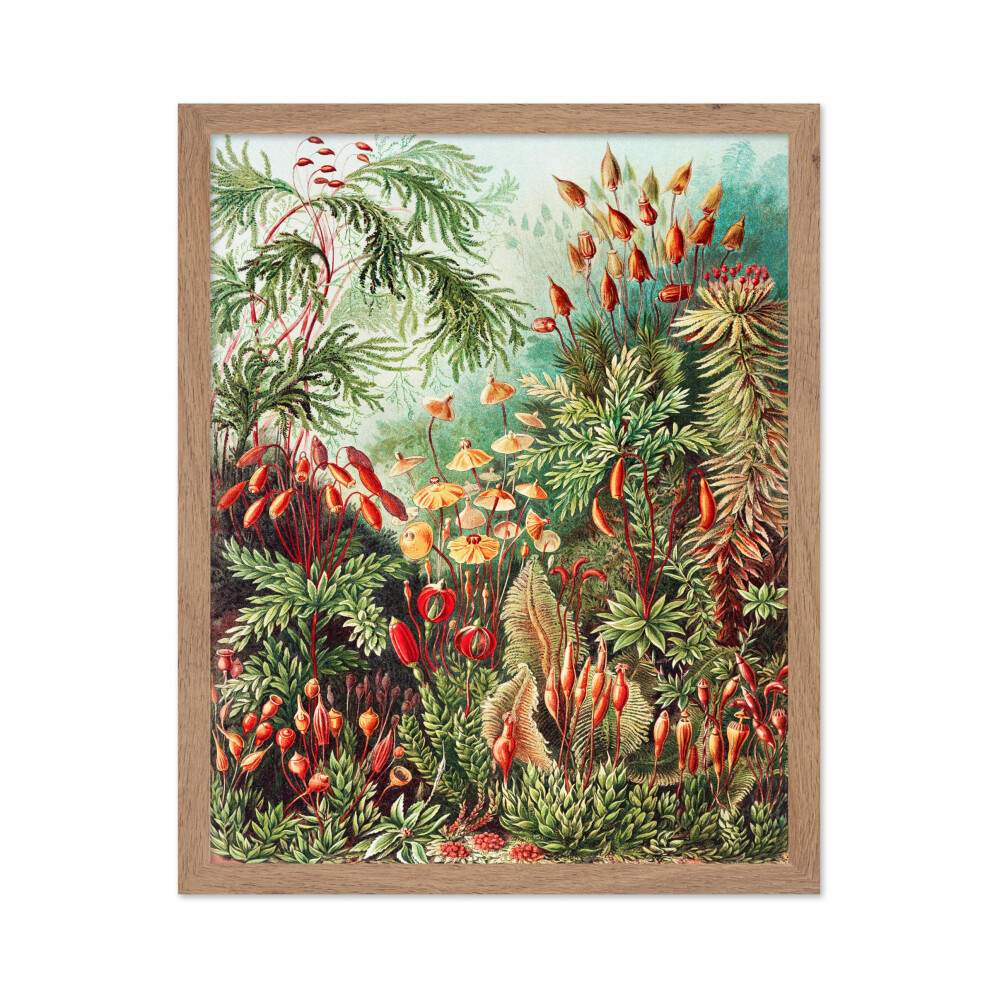 Affiche d'illustration vintage Poster Master - Impression botanique r   tro - Cadeau pour ami artiste - Formes d'art dans la nature Muscinae Moss S