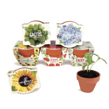 BUZZY Terracotta Mini Grow Pots Assorted 6-Pack Daydream Collection Sunflower Daisy Poppy Cactus Forget-Me-Not Best Gardening Gifts and Favors