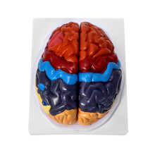 QWORK Life-Size Human Brain Anatomical Model color-coded Partitioned Brain 2 Parts Anatomically Accurate Brain Model for Science classroom Study Di