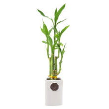 Pianta da interno viva di bamb della fortuna a 5 steli in vaso di ceramica Contour II per lavori domestici o come regalo, bianca ***Non spedibil