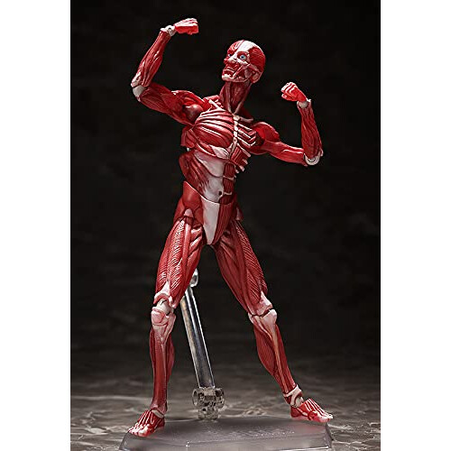 Figurine articulée de modèle anatomique humain FREEing, multicolore 2