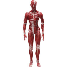 Figurine articulée de modèle anatomique humain FREEing, multicolore