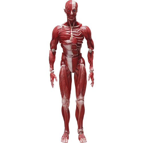 Figurine articulée de modèle anatomique humain FREEing, multicolore