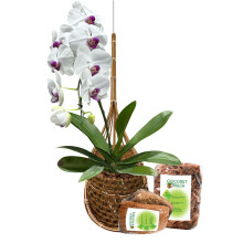 PANWA Handmade 100% Thai Bamboo 6 Inch Signature Super Sanctuary SIAM Orchid Kit Hanging Basket Large Bird Nest Style with Nursery Grade Coconut