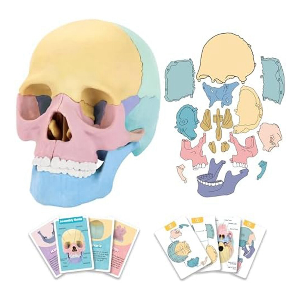Kopinma Anatomy Skull Model, Human Puzzle, Detachable Mini Clinic Teaching