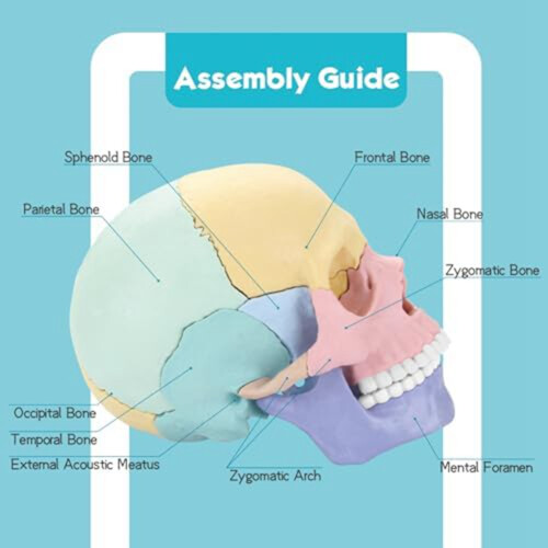 Anatomy Skull Model, Human Puzzle, Detachable Mini Clinic Teaching 2