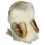 Folkmanis Mini Barn Owl Finger Puppet Cream  Brown  1 EA 3