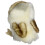 Folkmanis Mini Barn Owl Finger Puppet Cream  Brown  1 EA 2