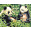 ?e???? ???????? ????af??? Reeves    e ????   ??? - Panda 1