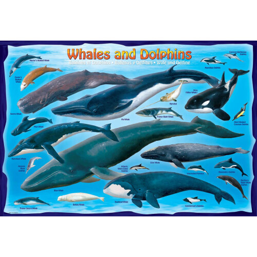 Whales & Dolphins 100 Piece Jigsaw Puzzle 1