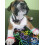 Silly Bandz Princess - ?a??t? 24 te?a???? 3