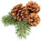 Winter Woods Cinnamon Pinecone parfumate 12-14/PKG mari 4