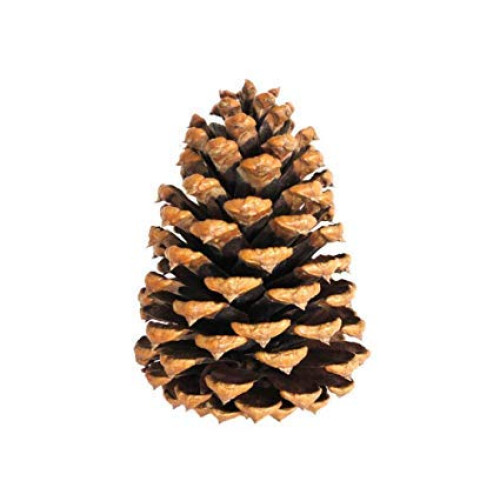 Winter Woods Cinnamon Pinecone parfumate 12-14/PKG mari 1